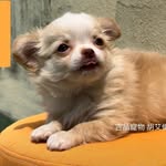 Allen Hu - @taiwan_chihuahua - Instagram