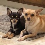 Carole Krause Allen - @carolekrauseallen - Instagram
