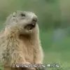Allen Mao - @allen.mao2 - TikTok