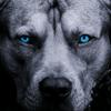 Allen Deshaun maxwell mitchem? - @thebluepitbull - TikTok