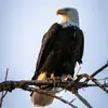 Allen Pack739 - @taz51170 - TikTok
