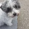 allenparkesnew - @allenparkesnew - TikTok