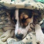 Doug Allen Roach - @the_doug1212 - Instagram