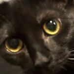 Allen Schwartz - @lightningsls - Instagram