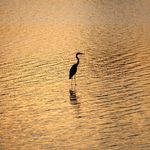 Allen Sievert - @alpalpic - Instagram