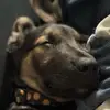 Allan Stump - @allan.stump - TikTok