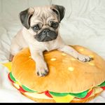 William Allen Talbert - @lolvictorypug - Instagram