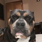 Allen Tedrow - @bam_bam_the_bully - Instagram