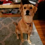 Allen Werner - @ferrarathedog - Instagram