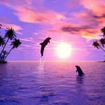 alli meier🐋🍦 - @dolphin_lover80 - Instagram