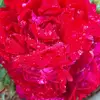 Alli rose - @allirose_23 - TikTok