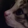 allie.good - @jaz_06212011 - TikTok