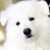 Allie Liu - @cacid_ - TikTok