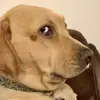 alliemclaughlin77 - @its.yo.gurlll72 - TikTok