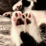 Allie Schroeder - @irregulartoebeans - Instagram