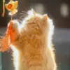Tthl1181 - @_.alliescott._ - TikTok