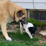 Allison Abbott - @kempbot.dogs - Instagram