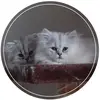 Allison Adkins - @allisonadkins - TikTok
