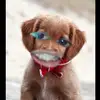 Allison Anaya - @allita._.de.pollo - TikTok