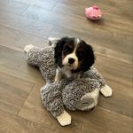 Allison Barrows - @daisy_mae_days - Instagram