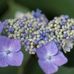 Allison Barrows - Facebook