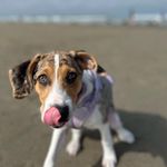 Allison Gabrielle Bianchi - @bangarangggg - Instagram