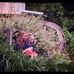 Allison Boynton - Facebook