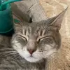 Allison Bridges - @allisonebridges - TikTok