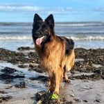 Allison Longmuir - @allison_briggs - Instagram