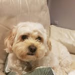 Allison Briscoe - @allison.briscoe.73 - Instagram