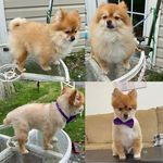 Allison Callahan - @doggystylegrooming1 - Instagram