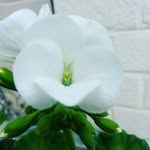 Allison - @allisoncarruthers33 - Instagram