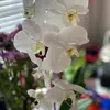 allisoncreech653 - @2.0adc - TikTok