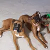 Allison Crook - @allisonluvdogs - TikTok