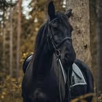 Allison Crook - @free.rein14 - Instagram