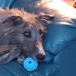 Allison Currie - @allison.currie.75 - Instagram