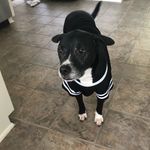 Allison dasher - @soxy1021 - Instagram