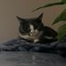 Allison Deal - Facebook