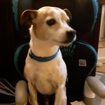 allison dietz - @ozzy_the_idiot - Instagram
