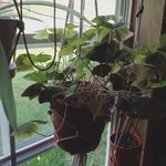 Allison Dodd - @aedodd - Instagram