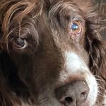 Alison Dodds - @alidodds1 - Instagram