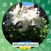 Allison Dodds - Facebook