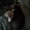 Allison Dodson - @allison.dodson7 - TikTok