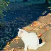 Allison.Dodson - @prudervrgbx - TikTok