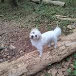 Allison Dukes - @nursealicat82806 - Instagram