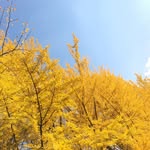 Allison Duong - @allisonduong8 - Instagram
