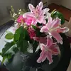 Alison  Fitzpatrick - @user5341537420618 - TikTok