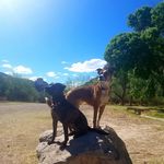 Alison Geiger - @tailsfromunboundedk9 - Instagram