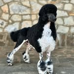 Allison Gibbs - @allisons.grooms - Instagram