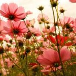 Allison Godwin Photography - @allison_godwin_ - Instagram
